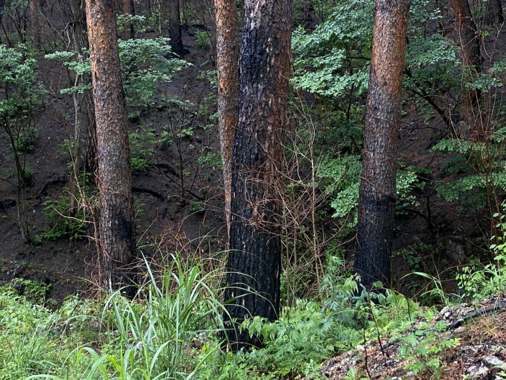 On March 4, 2022, 25,523 hectares of forestry were destroyed by a forest fire in Uljin, Korea.